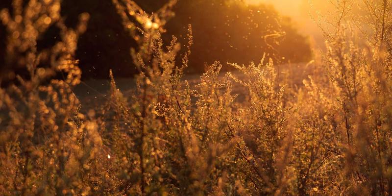 当“脱单”焦虑蔓延至青春期：情感咨询师如何科学引导青少年早恋问题