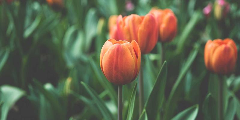 破冰与融合:再婚家庭情感咨询的三大核心方法与真实案例解析