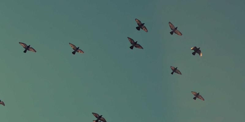 离婚冷静期：专业情感辅导如何成为婚姻修复的“黄金窗口”？